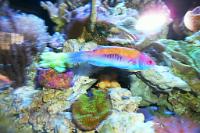 Orange Back Wrasse Thumbnail