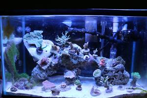 Sps Nano Reef Thumbnail