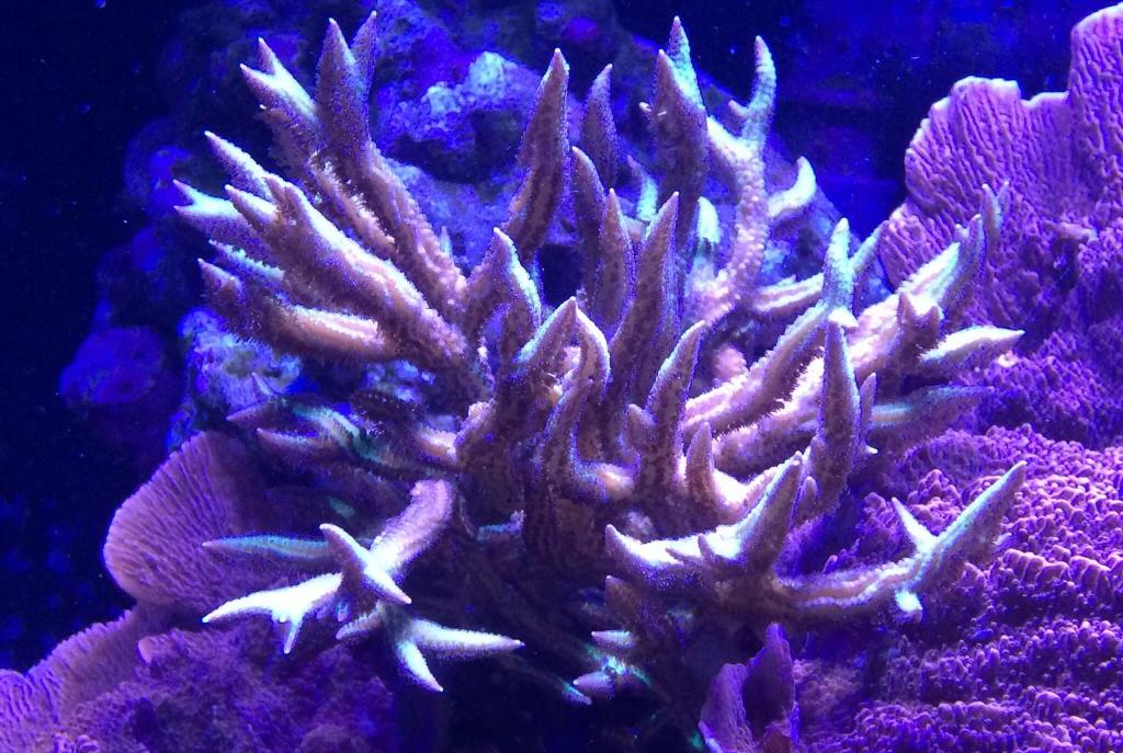 Birdsnest Coral