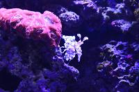 Harlequin Shrimp