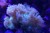 Elegance Coral