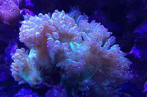 Elegance Coral Thumbnail