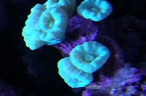 Candy Cane Coral Thumbnail