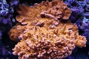 Montipora Setosa Thumbnail