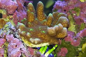 Montipora confusa Thumbnail