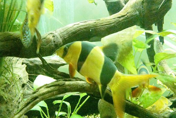 Clown Loach