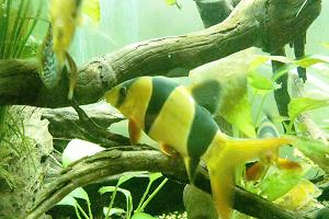 Clown Loach Thumbnail