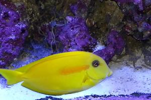 orange shoulder tang Thumbnail