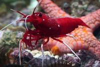 Blood Red Fire Shrimp Thumbnail