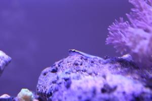 Sharknose Goby Thumbnail