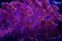 Flower Pot Coral - True Red Thumbnail