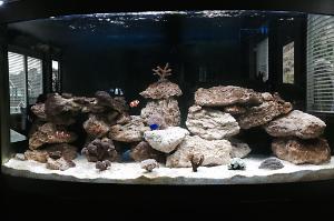 cyuen's Reef Tank Thumbnail