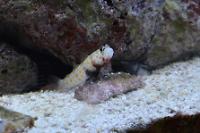 Diamond Watchman Goby Thumbnail