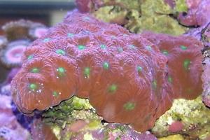 Tyree War Coral Thumbnail