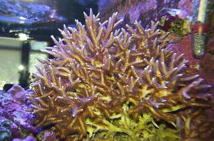 Birdsnest Coral Thumbnail