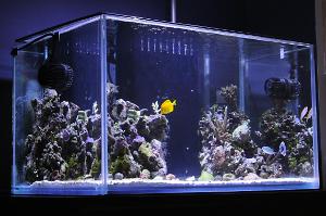 70G Reef Thumbnail