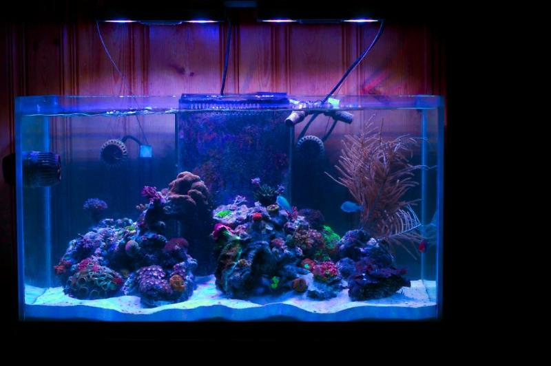 57 Gallon Reef Thumbnail