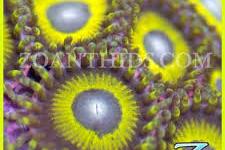 Yellow Faced Zoas Thumbnail