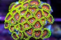 Eagle Eye (Zoanthid) Thumbnail