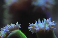 Duncan Polyp bright green Thumbnail