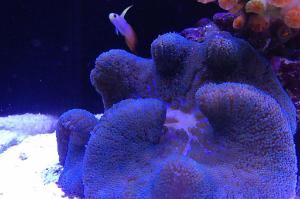 Haddon's Carpet Anemone Thumbnail