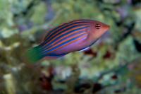 Six Line Wrasse Thumbnail