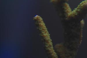 Branched Montipora green Thumbnail