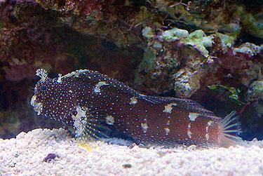 Starry Blenny