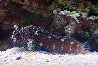 Starry Blenny Thumbnail