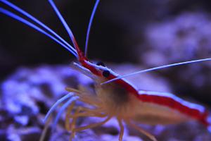 Scarlet Skunk Cleaner Shrimp Thumbnail