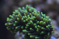 Torch Coral Thumbnail