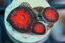 Australian Acan - Red Colony Thumbnail