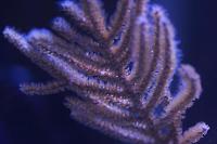 Purple Whip Gorgonian Thumbnail