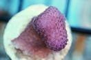 Magenta Stylophora Coral Thumbnail