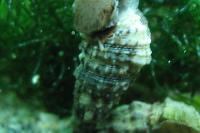 Florida Cerith Snail Thumbnail