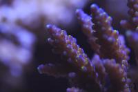 Acropora bonsai Thumbnail