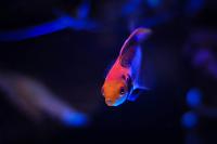 Red Head Solon Fairy Wrasse male Thumbnail