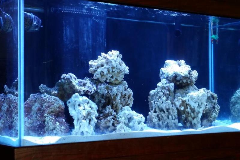 Noah's Mixed Reef Thumbnail