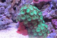 Button Polyp Thumbnail