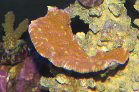 Chalice Coral Thumbnail