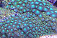 Zoanthid Thumbnail