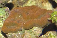 Lobophyllia Brain Coral Thumbnail