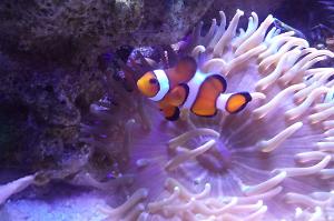 Ocellaris Clownfish Thumbnail