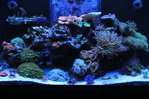 reef horizon Thumbnail