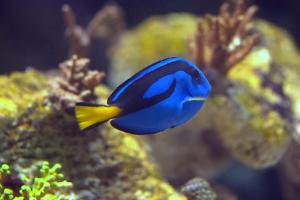 Blue Tang Thumbnail