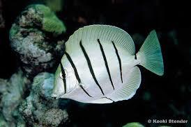 Convict Tang Thumbnail