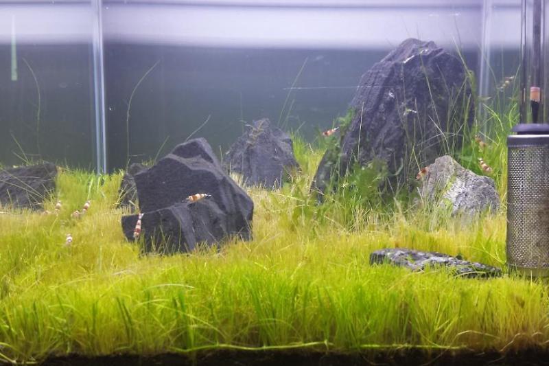 30cm Planted Shrimp Cube Thumbnail