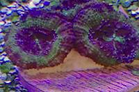 Acan Lordhowensis Thumbnail