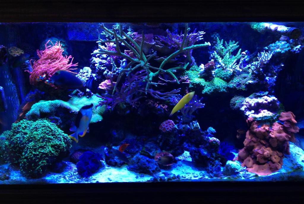 Reef Tank