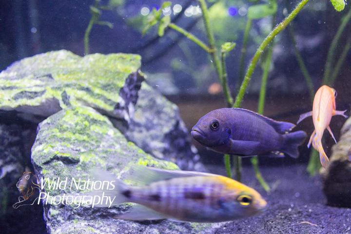 Mbuna Cichlid / Melanochromis lepidiadaptes 17